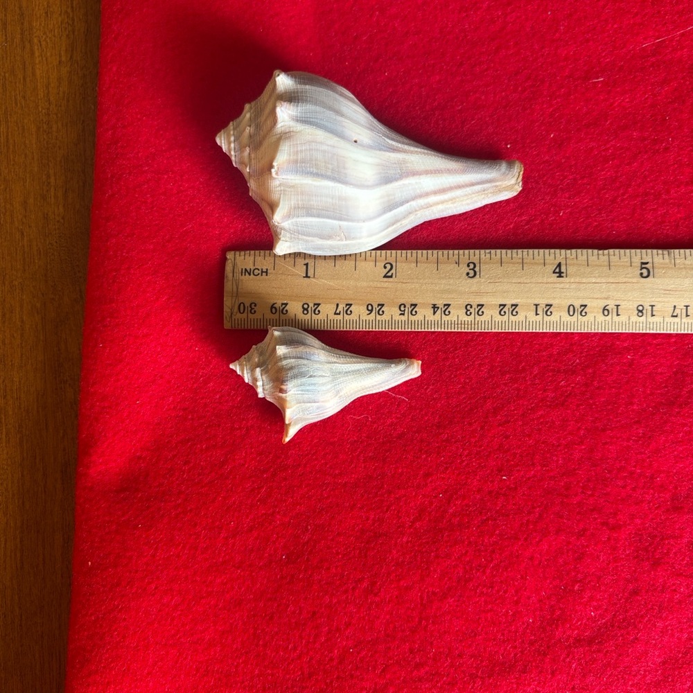 Assorted Seashell Collection - Picture 5 of 16